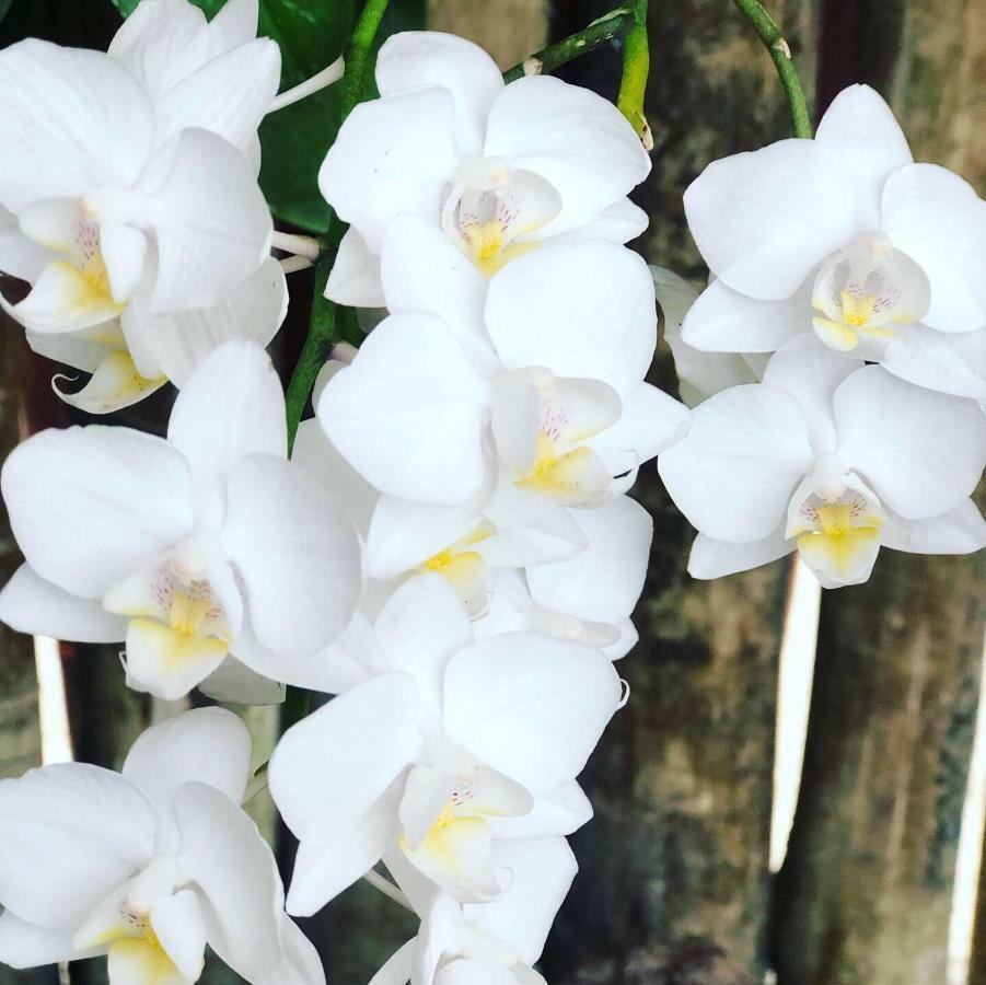 Orquidea Cafe Ξενοδοχείο Guarapari Εξωτερικό φωτογραφία